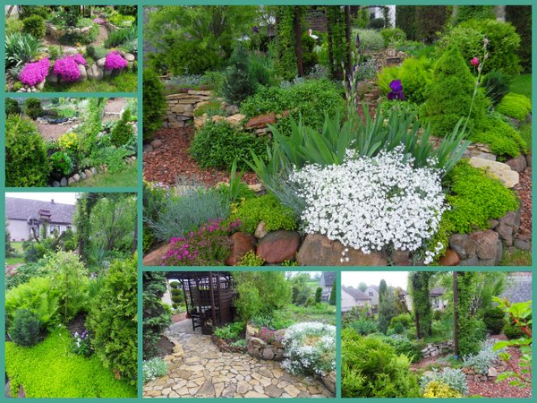 Na zdjęciach widać roślinność ogrodu. Możmy tutaj znaleźć różne rodzaje i odmiany roślinek. 