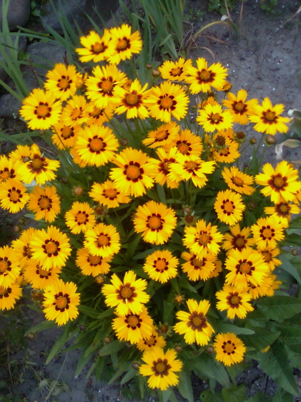 nachyłek kwitnie niezawodnie i .. pięknie