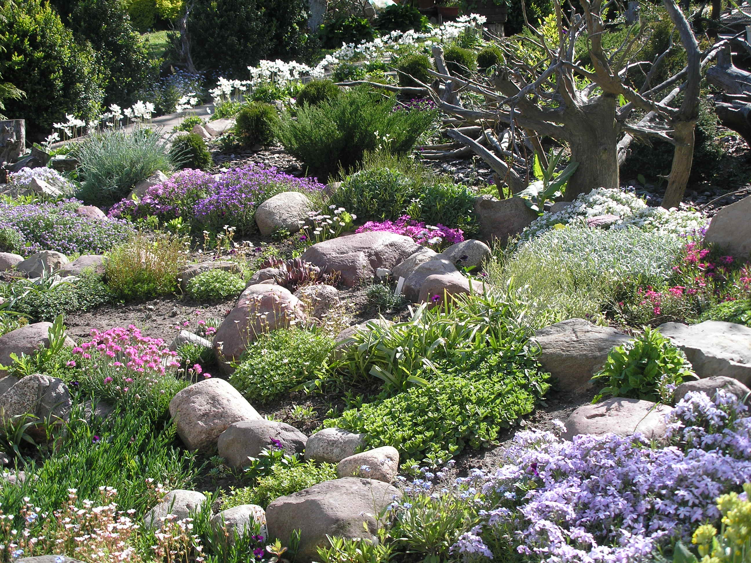 Największe głazy na skalniak musiały zostać przewiezione za pomocą maszyn budowlanych.