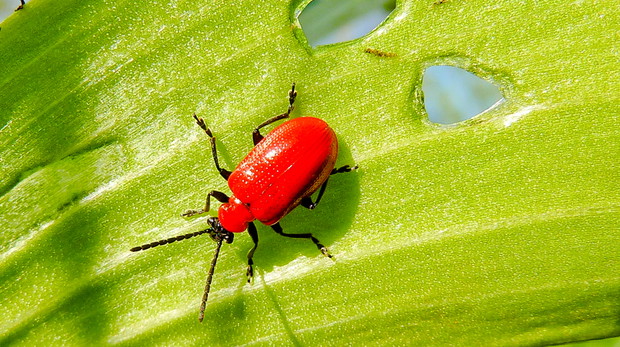 Największym wrogiem lilii jest poskrzypka liliowa, pozostawiająca na brzegach liści otwory