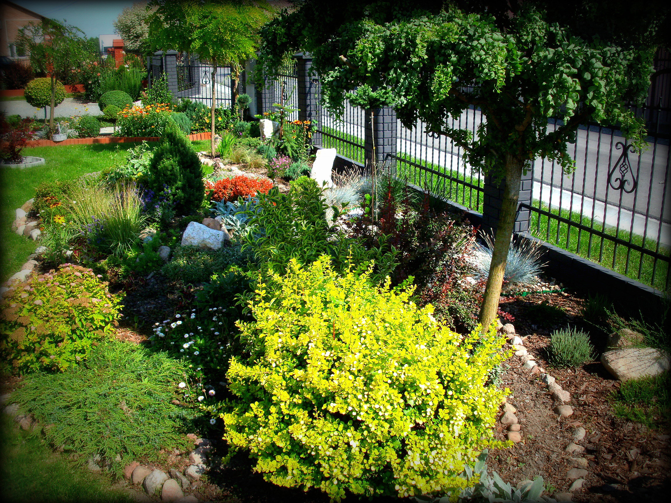 narożny skalniak przy ogrodzeniu- różnorodność roślin, krzewów i drzewek.. w tym jedno wysokie, wiecznie zielone wspaniale komponujące się z całością