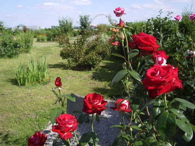 następne róże :-)