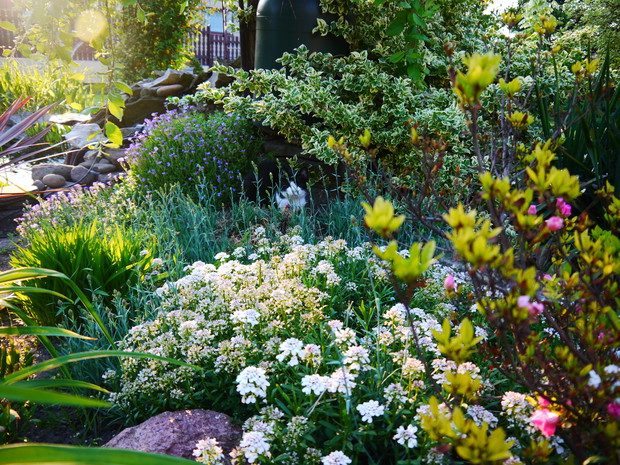 Oczko wodne otoczone różnorodnymi bylinami oraz siedzący w nich nasz kotek:)