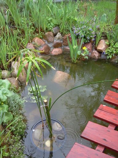 Oczko  wodne  w  maju.