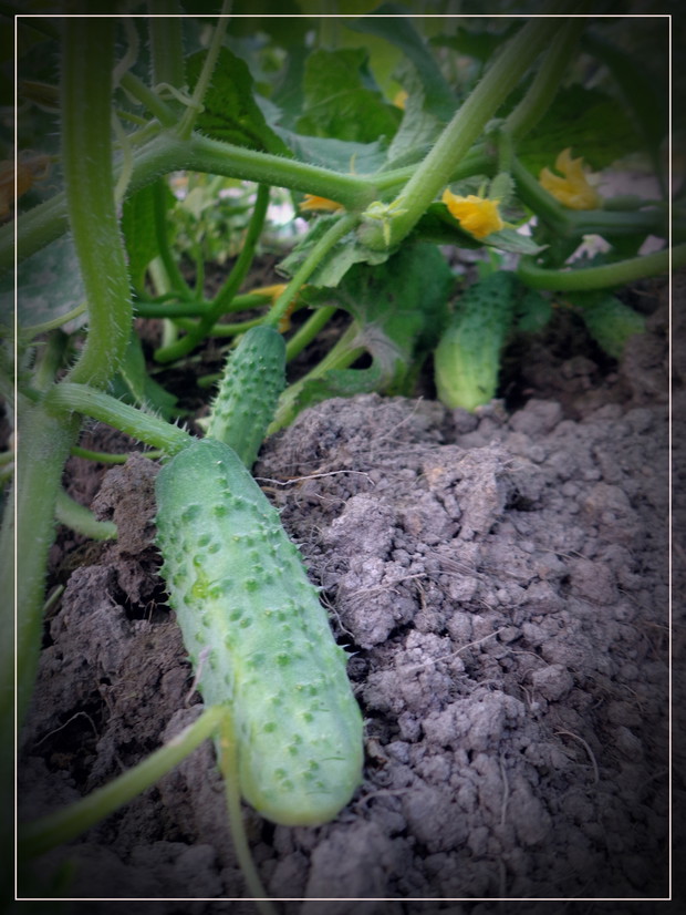 Ogórek... zielony ma garniturek 