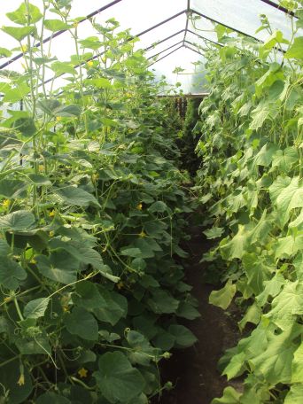 Ogórki w tunelu foliowym, dwa rodzaje.