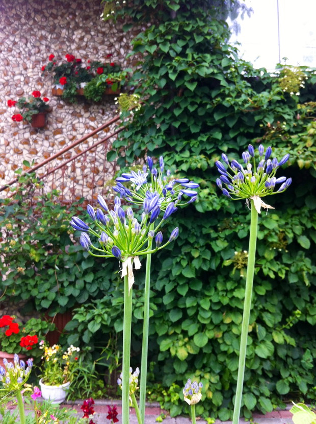 Ogród od frontu- w tle piękna hortensja pnąca zdobiąca front domu.