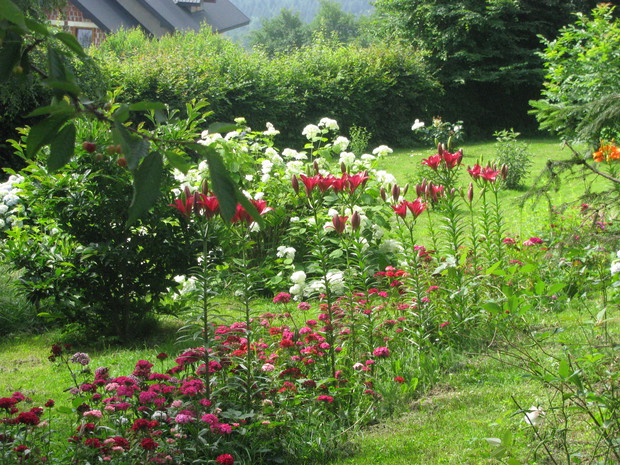 Ogród w rozkwicie.