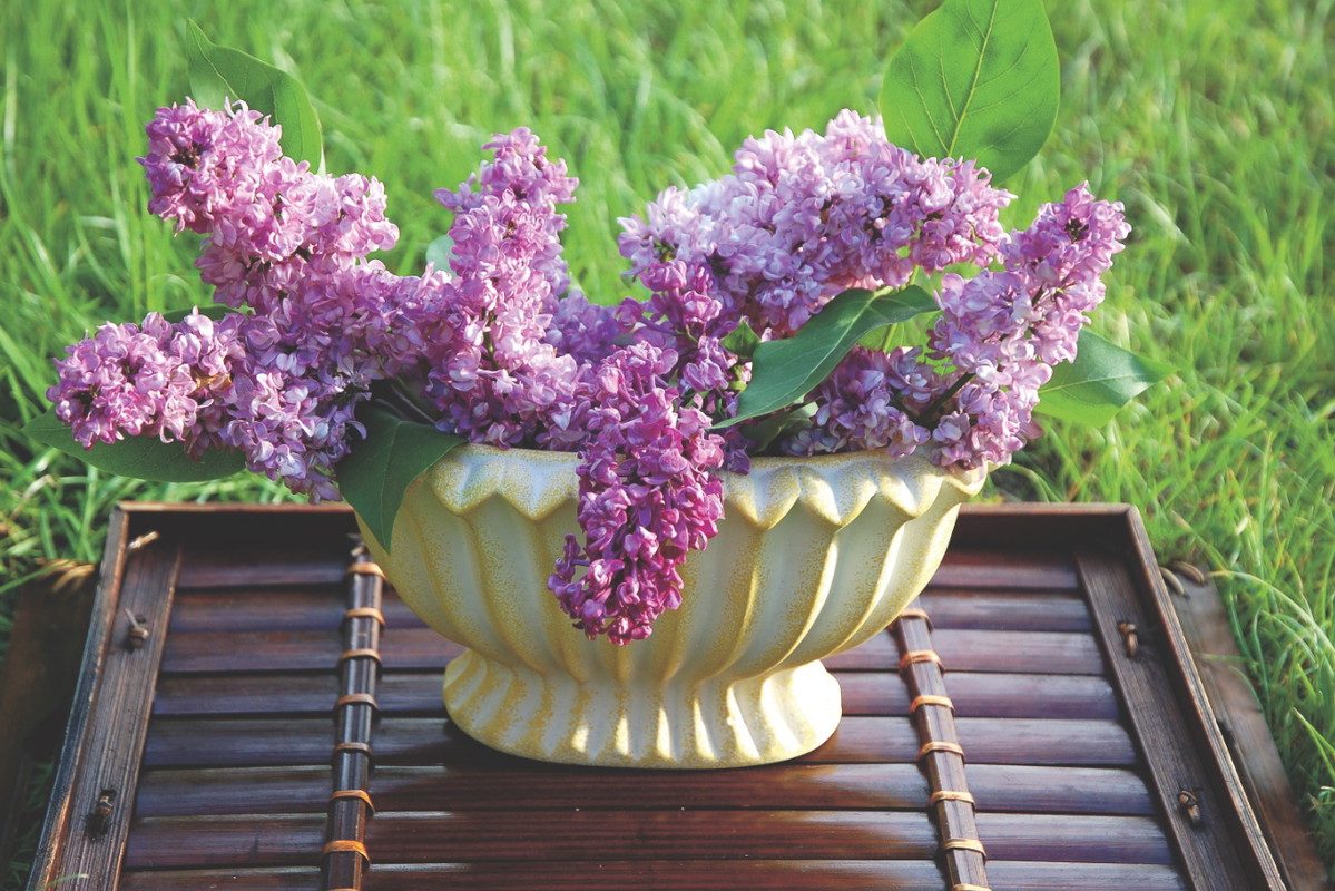 Pachnące bzy doskonale prezentują się w doniczce.