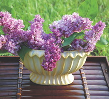 Pachnące bzy doskonale prezentują się w doniczce.