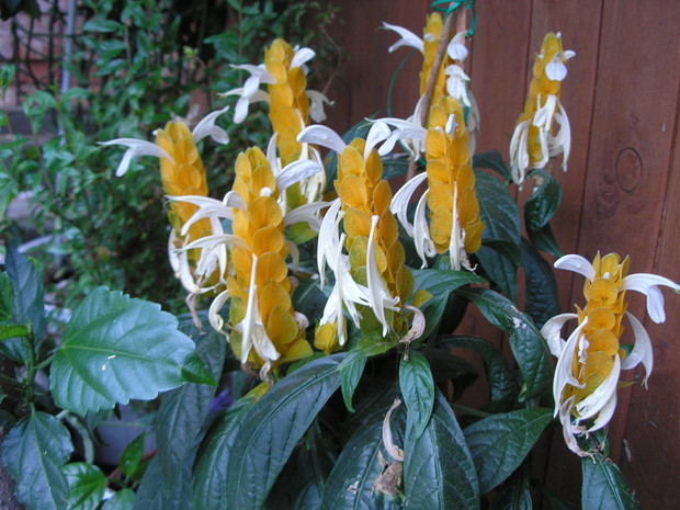 Pachystachys lutea to krzew z rodziny akantowatych. Lubi kwaśne podłoże. 