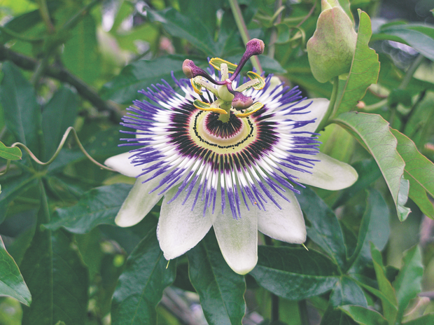Passiflorę można uprawiać w pełnym słońcu. Pędy nie powinny wzajemnie się oplatać, bo osłabiają roślinę.