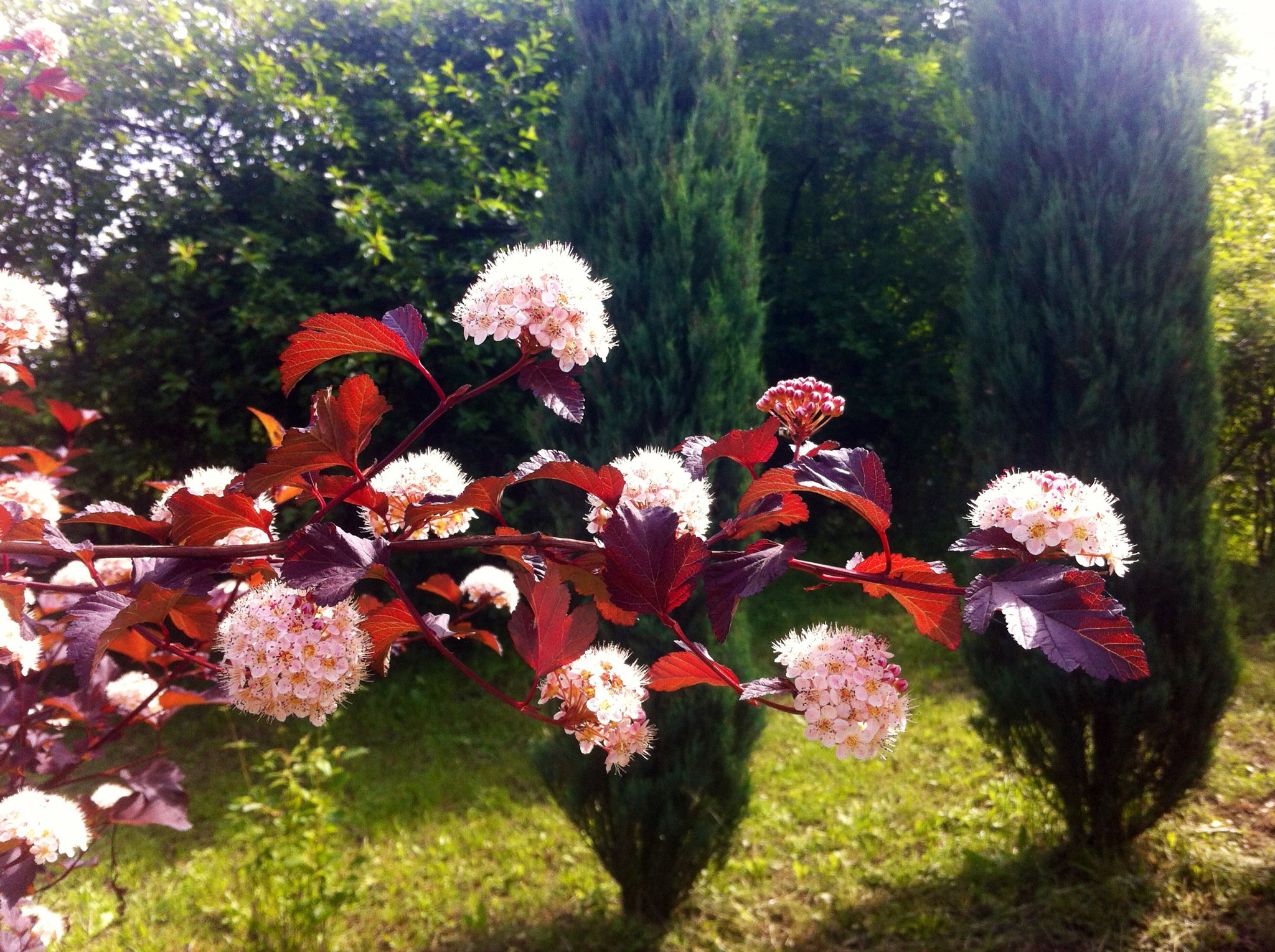 Pęcherznica diabolo, ten piękny krzew zachwyca niemal cały rok. Ma nie tylko ozdobne kwiaty, ale także liście w pięknym bordowym kolorze, dzięki którym jest ozdobą, także po przekwitnięciu.