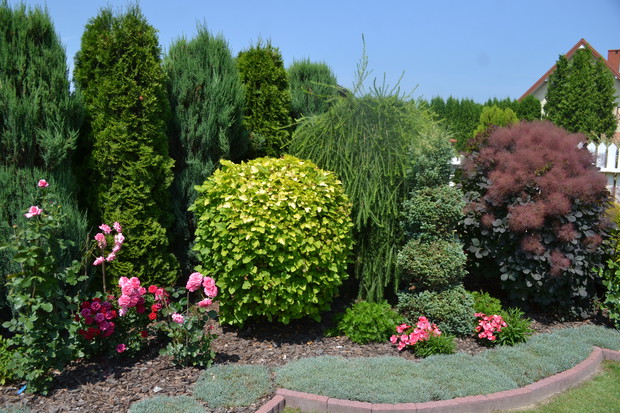 Pęcherznica, modrzew, perukowiec, cyprisik, goździki chińskie oraz róże.