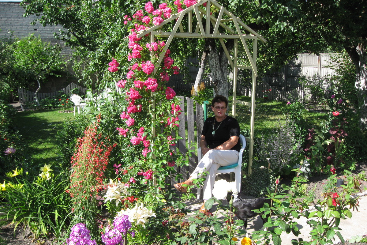 Pergola pod różą
