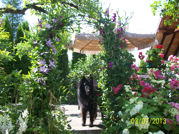 Pergola porośnięta groszkiem szerokolistnym, powojnikiem i różami