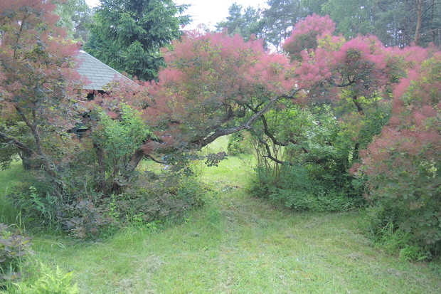 perukowiec w moim ogrodzie