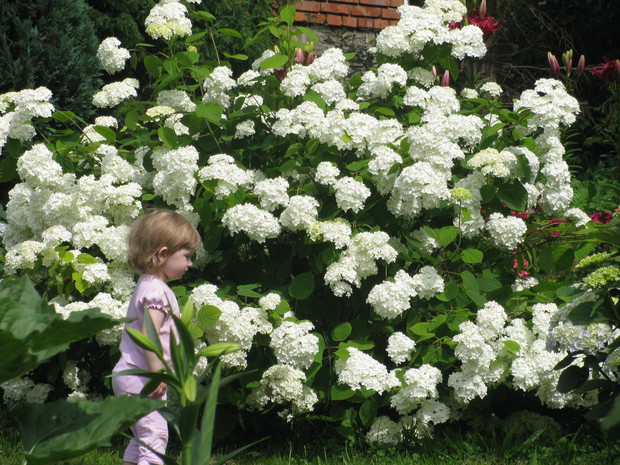 Piękna Hortensja.