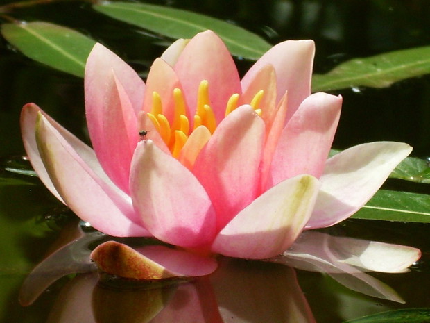Piękna lilia wodna aurora..
