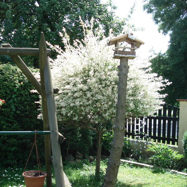 Piękny domek dla ptaszków