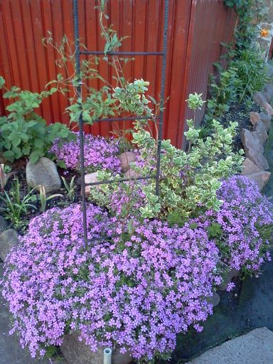 Płomyk Douglasa na skalniaku.