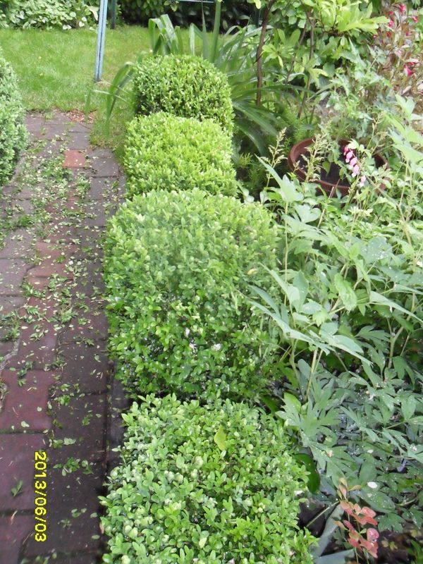 plotki z bukszpanu - będzie ich więcej 