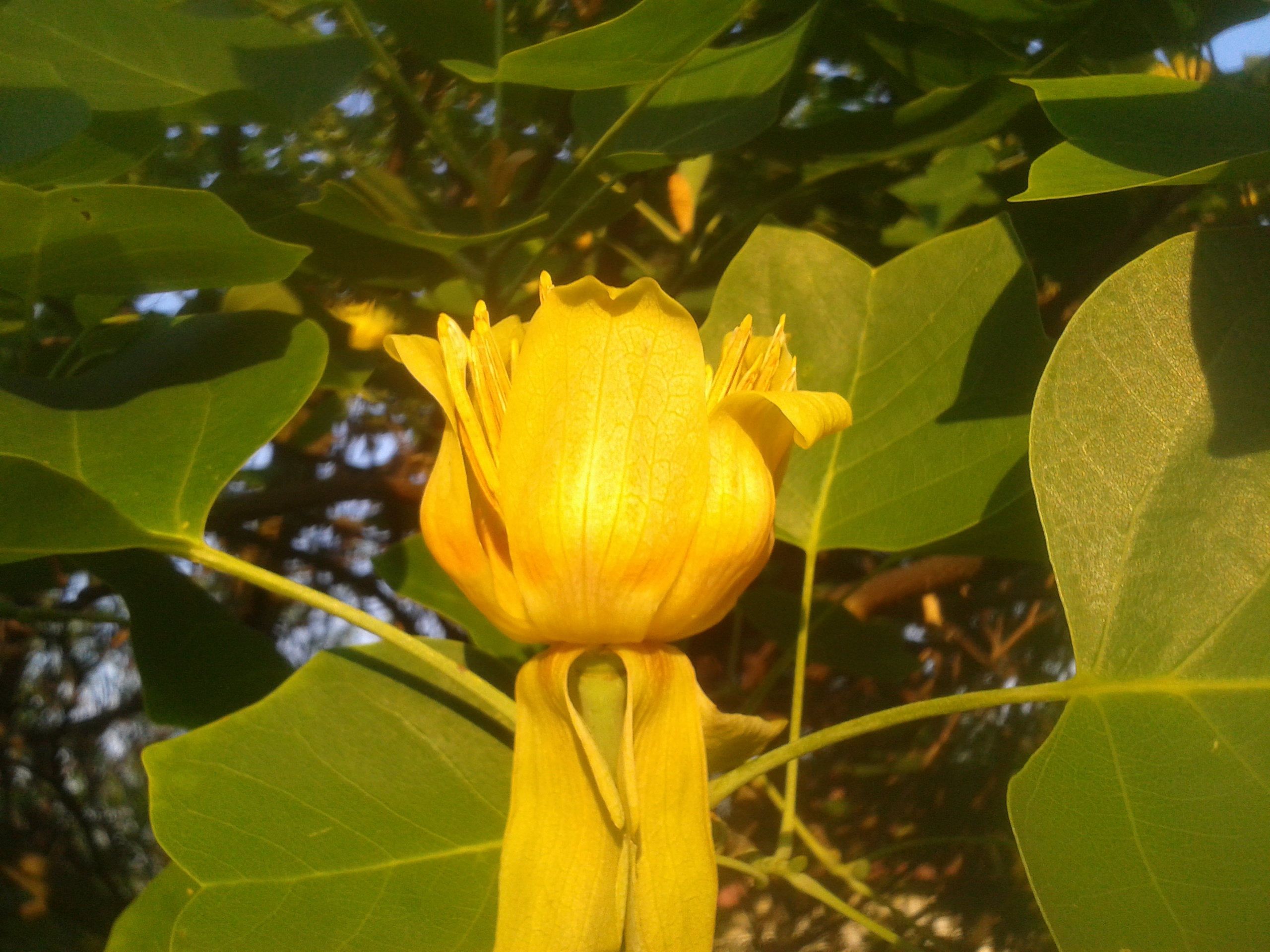 Po 14 latach zakwitło drzewo-Tulipanowiec :)
