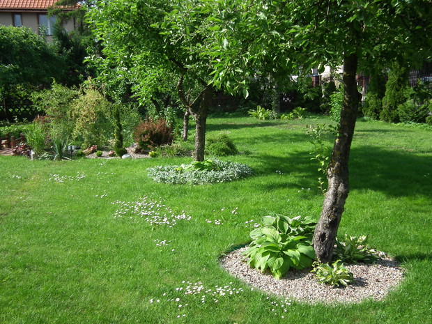 pod starymi jabłoniami