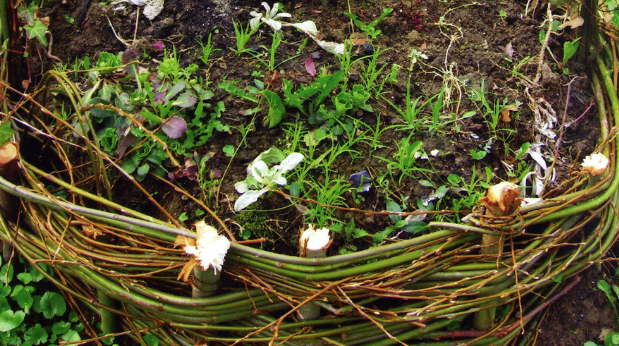 „Przed wyplataniem wierzbowe gałązki trzeba namoczyć w wodzie. Wtedy są bardziej giętkie”, pisze Iwona Nosal.