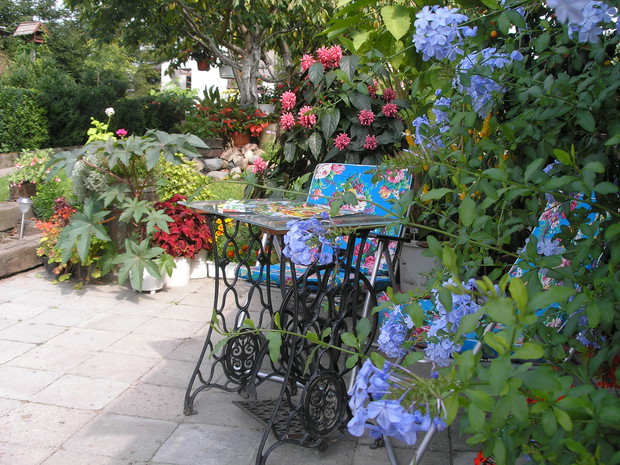 Przed wystawieniem roślin do ogrodu warto je zahartować. Wówczas pięknie się rozrosną.