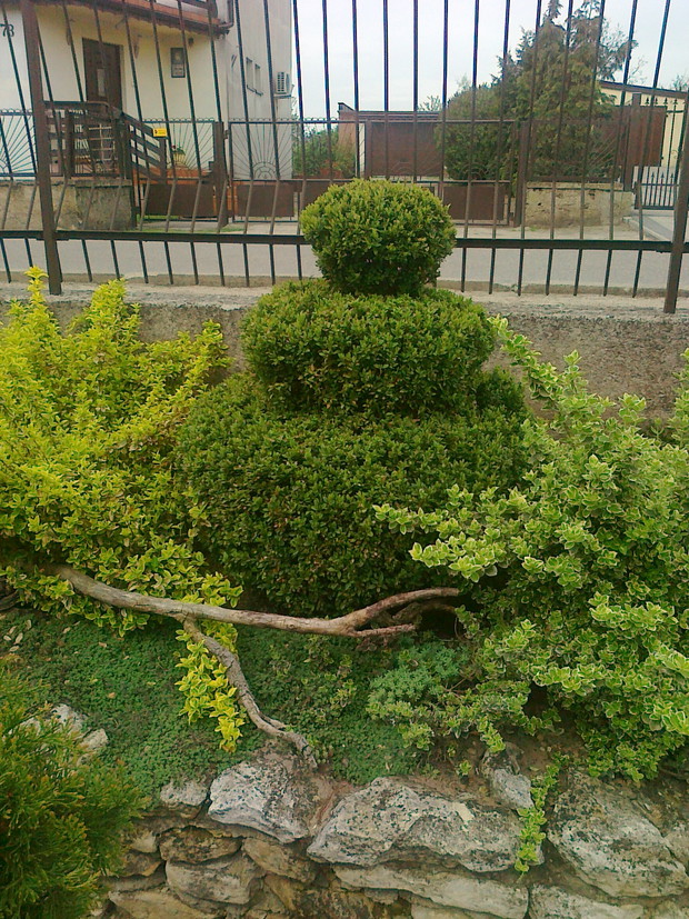 Przycięty bukszpan
