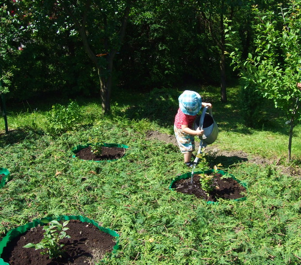 Przygotowane w tym roku stanowisko dla borówek amerykańskich. Synek dzielnie podlewa sadzonki.