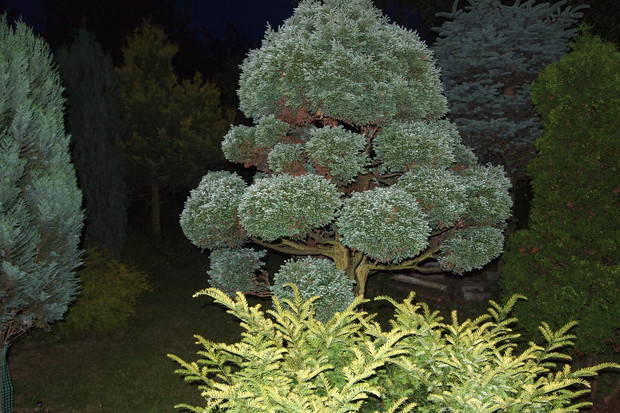 Pudelek nocą