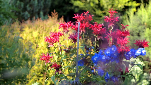 Pysznogłówka i Ostróżka