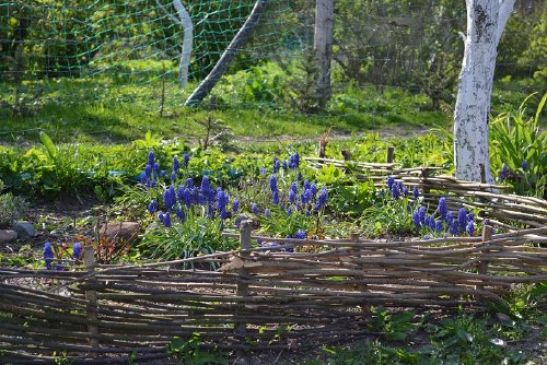 Rabata z szafirkami w szybkim tempie się rozrosła. 