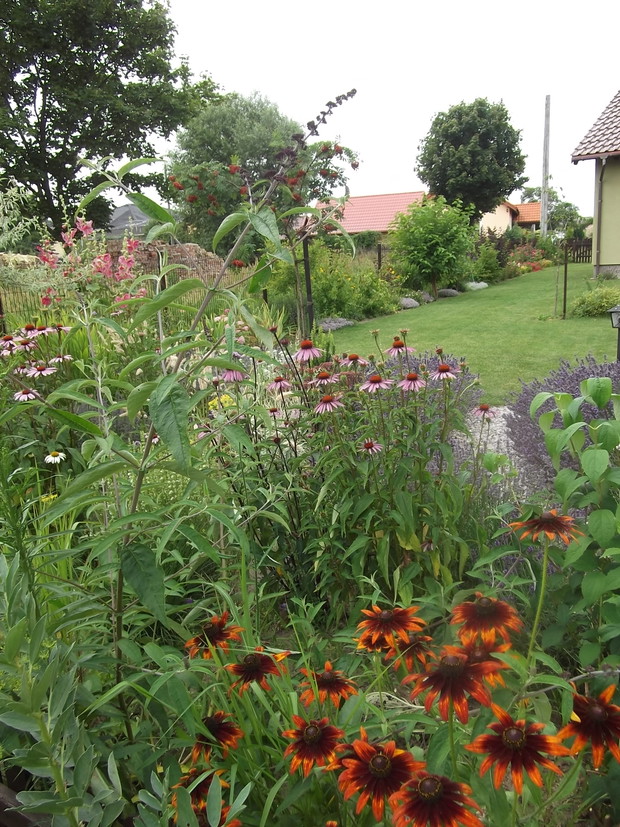 Rabaty kwiatowe i wielogatunkowy żywopłot - wszystko dla owadów:-)