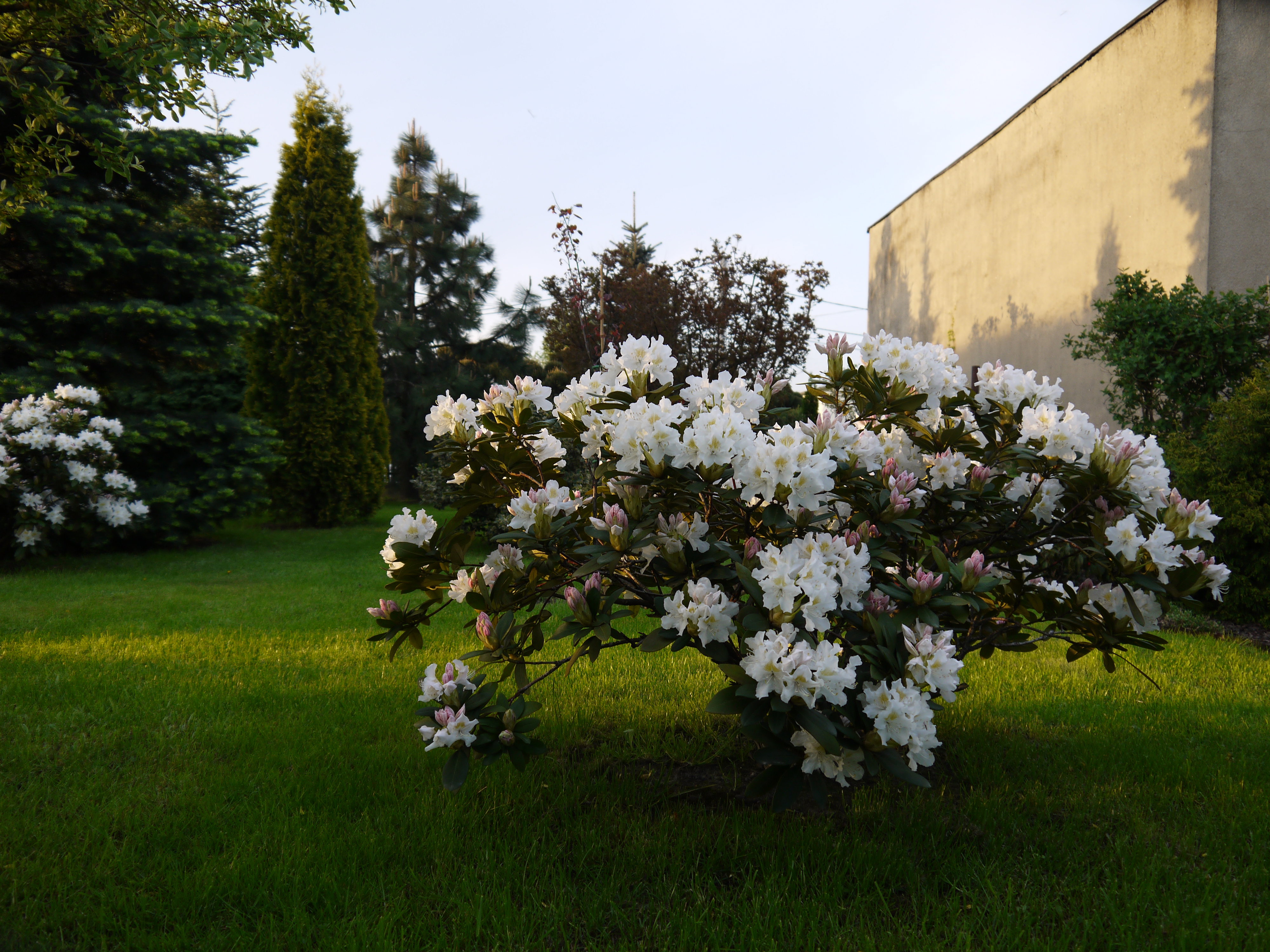 Rododendron biały.