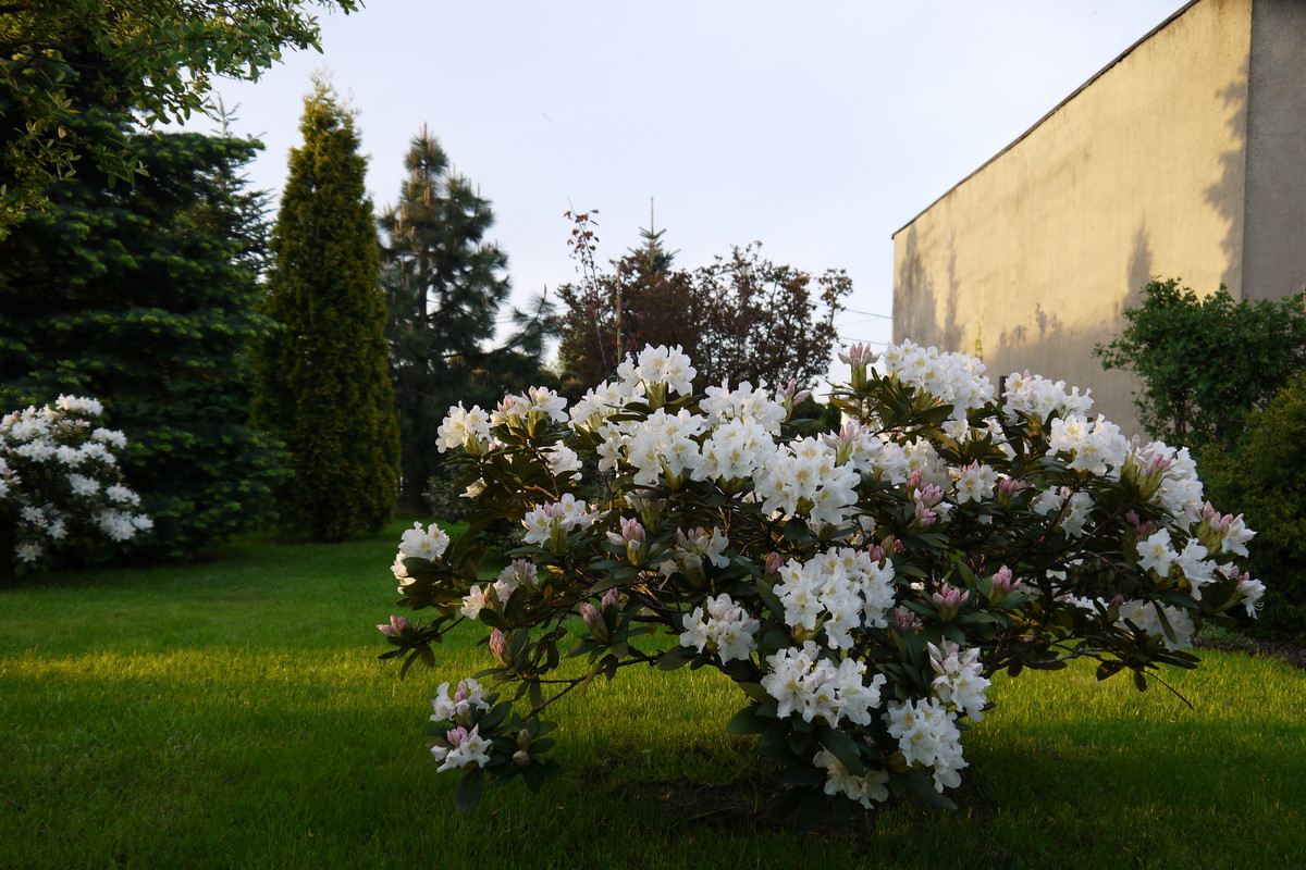 Rododendron biały.