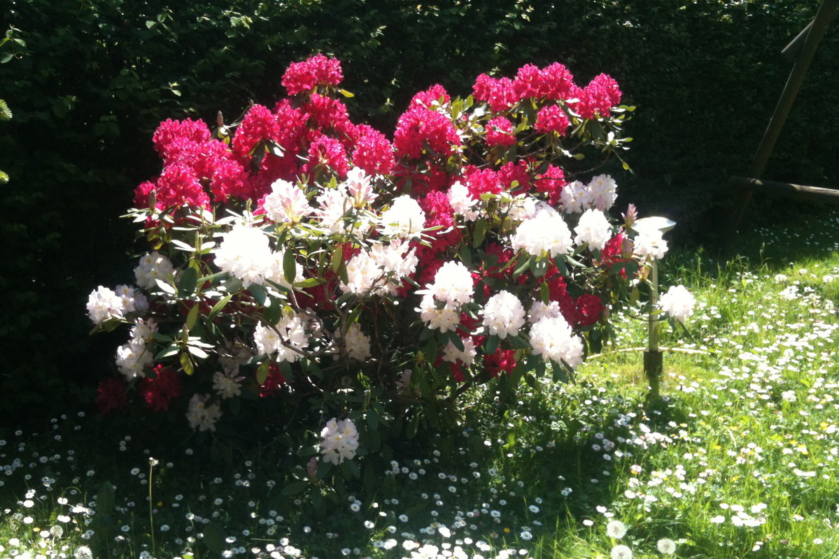 Rododendron