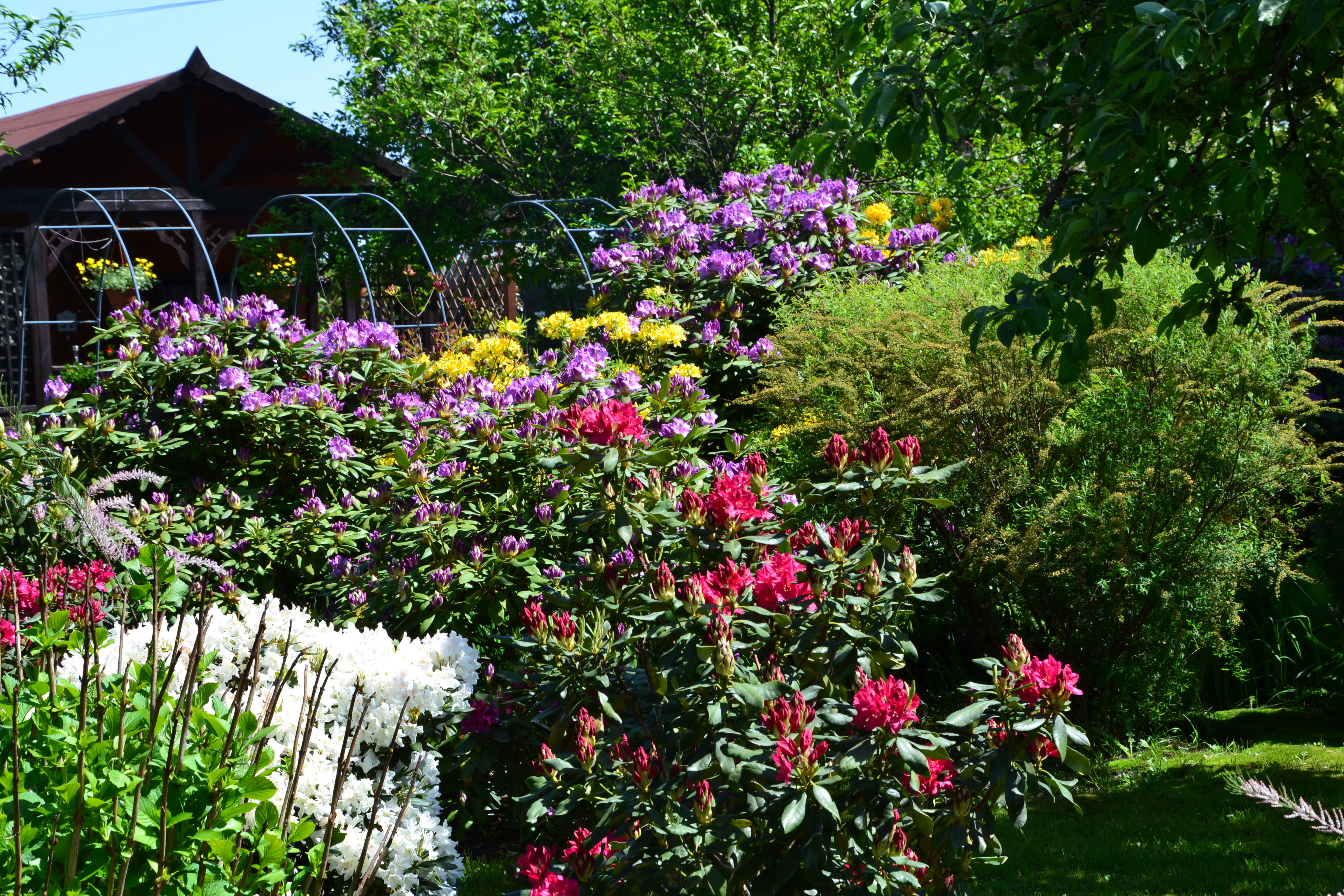 rododendrony (różaneczniki) w pełnym rozkwicie
