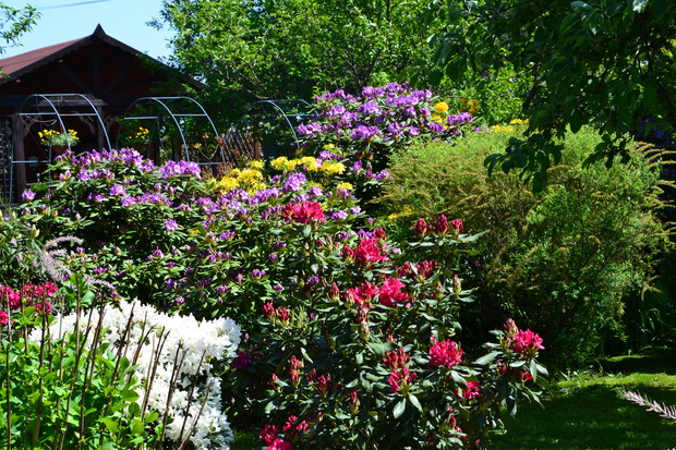 rododendrony (różaneczniki) w pełnym rozkwicie