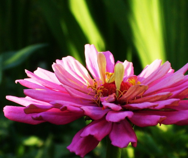 Roślina najlepsza na smutki;)