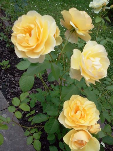 Róża angielska - królowa kwiatów .