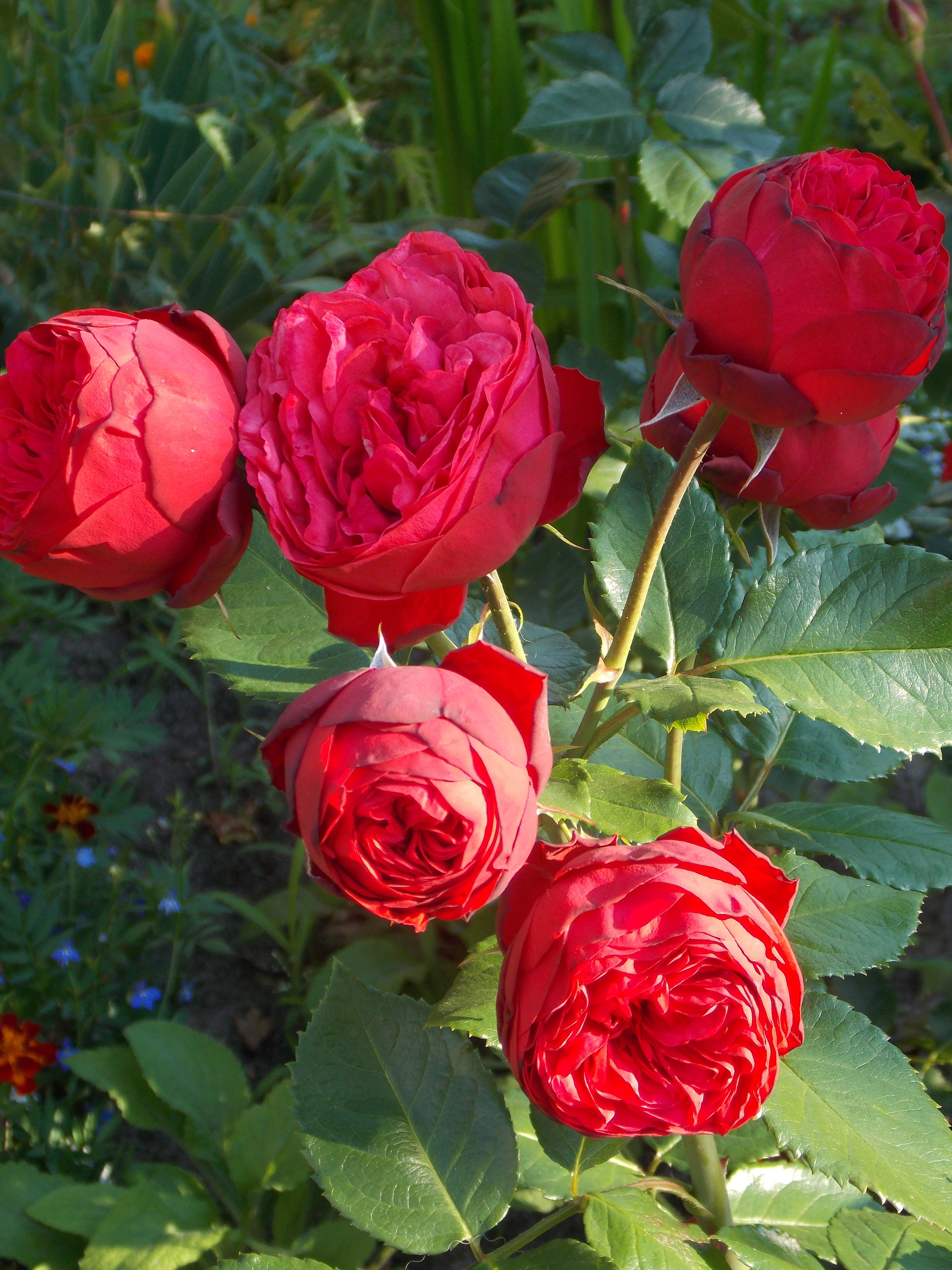 Róża angielska - przywieziona z targów z Essen w Niemczech, od dwóch lat zajmuje najważniejsze miejsce w moim ogrodzie.
