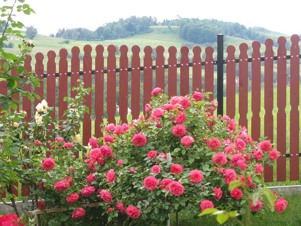 Róża ..ma bardzo dużo kwiatow .