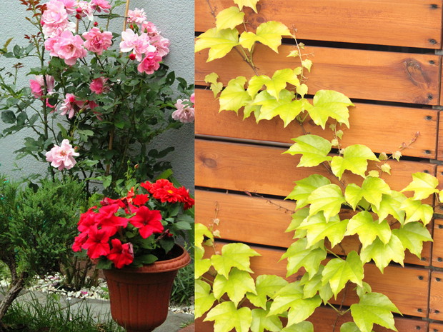 Róża pnąca, petunie i bluszcz