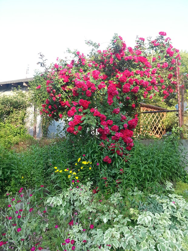 Różą, z czerwonymi kwiatami