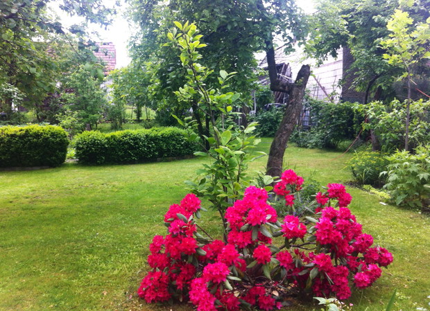 Różanecznik w centralnej części ogrodu w tym roku, aż uginał się pod swoimi okazałymi kwiatami.