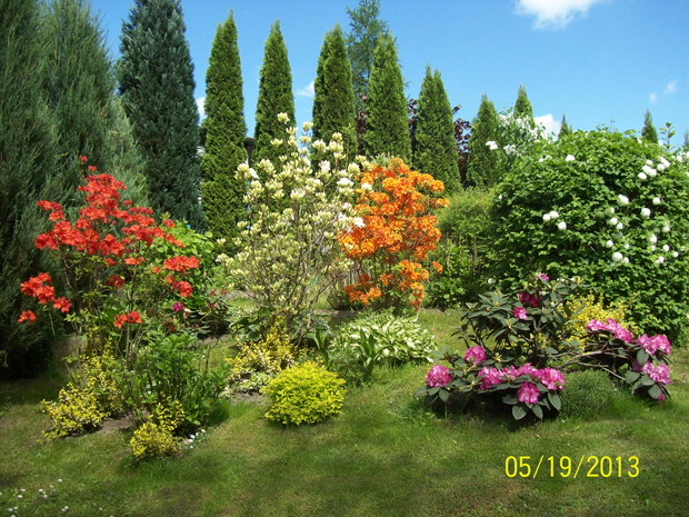 Różaneczniki i azalie to ogrodowa arystokracja zachwycają bogactwem kolorów.
Stanowisko na jakim j uprawiam jest słoneczne, bezwietrzne o kwaśnej glebie.
Rośliny mrozoodporne przetrwają każdą zimę w naszym klimacie.
