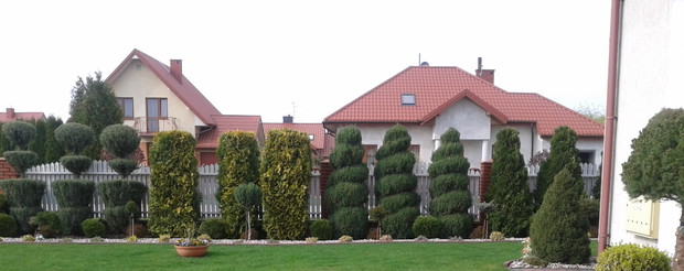 Różne odmiany jałowców, tuje oraz świerki szczepione na pniu, a także trzmielina. 